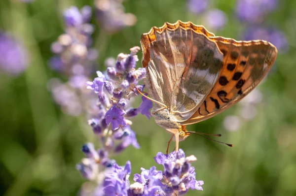 Schöner Argynnis Paphia Schmetterling Auf Lavendel Angustifolia Lavandula Sonnenlicht Kräutergarten — Stockfoto