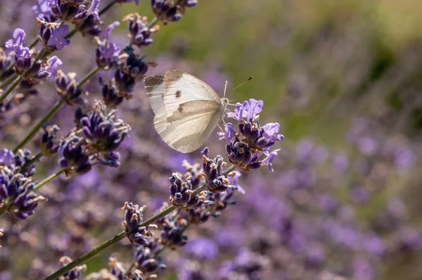 Красива Метелик Лаванді Ангустіфолії Лавандула Сонячному Світлі Саду Трави — стокове фото