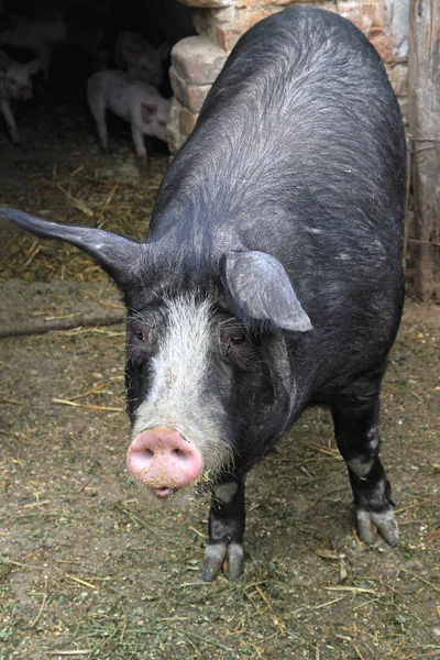 Porco Doméstico Preto Grande Porca Pena Fazenda — Fotografia de Stock