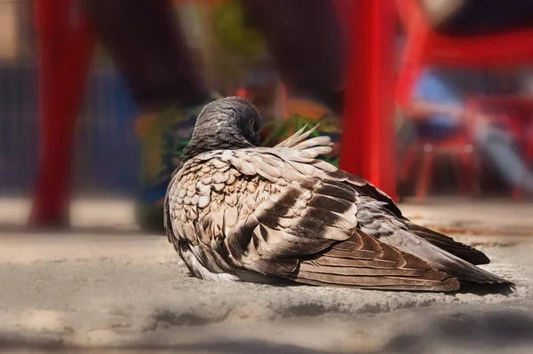 Eine Stadttaube Die Großaufnahme Auf Dem Asphalt Liegt Der Kopf — Stockfoto