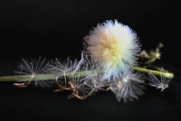 Diente León Lleno Semillas Tallo Verde Frente Las Semillas Individuales — Foto de Stock