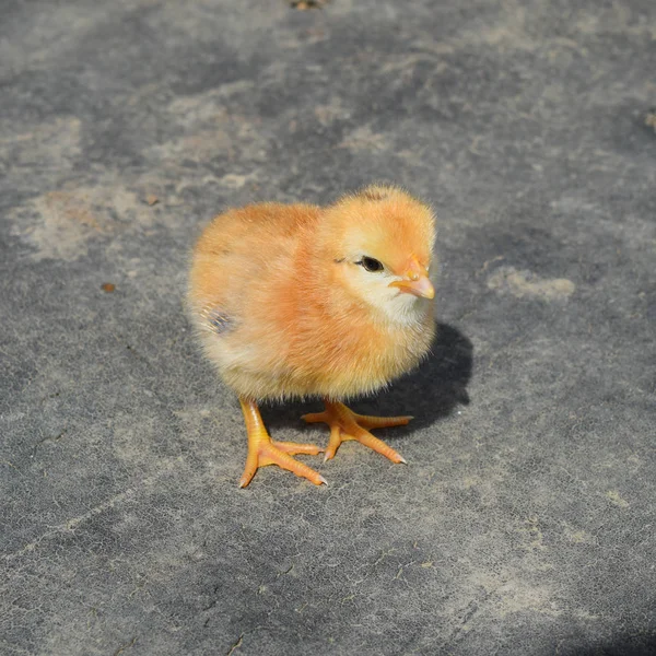 Pintoresco Pájaro Tema Disparo — Foto de Stock