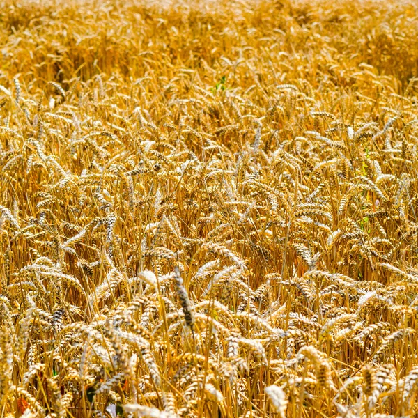 Поле Пшениці Сільськогосподарські Злаки — стокове фото