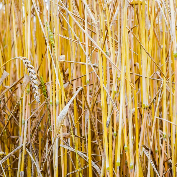 Buğday Tarlası Tarım Gevreği — Stok fotoğraf