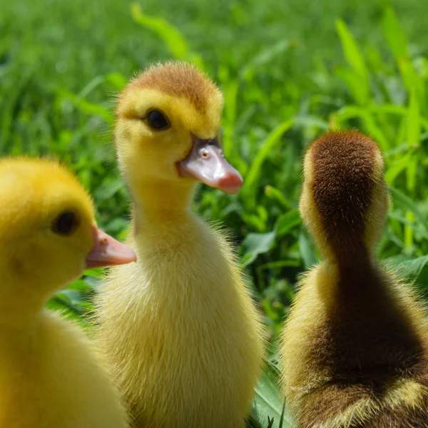 Ducklings 오리의 Ducklings 잔디밭에 — 스톡 사진