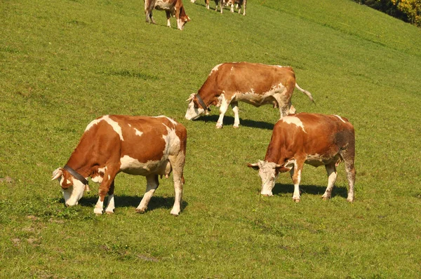 Vacas Prado Verde — Foto de Stock