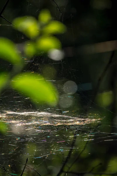 Fénylő Víz Cseppek Pókháló Zöld Erdő Háttér Lettországban Pókháló Pókháló — Stock Fotó