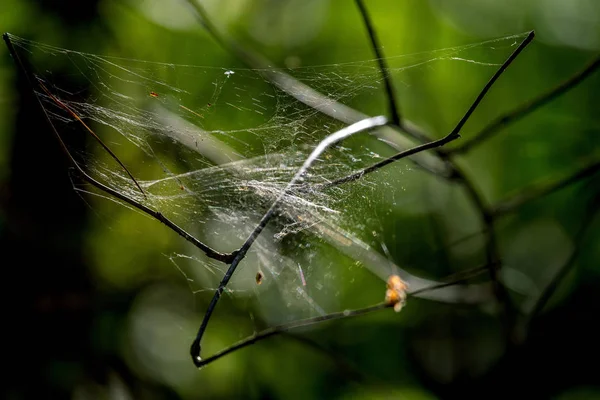 라트비아의 배경에 거미줄에는 물방울이 떨어지고 있습니다 거미줄은 거미에 만들어 거미줄입니다 — 스톡 사진