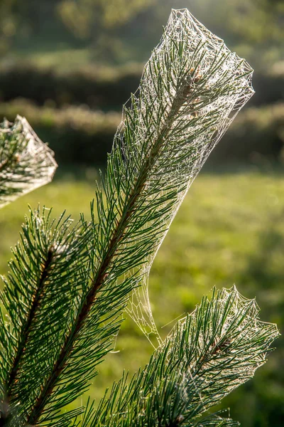 Toile Araignée Sur Pin Sur Fond Forêt Verte Cobweb Toile — Photo