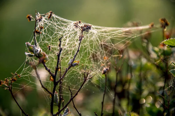 Shining water drops on spider web on green forest background in Latvia. Spider web is web made by spider. Spider net in nature.