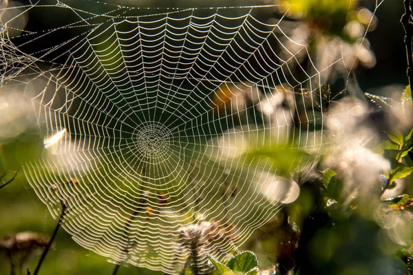 Leuchtende Wassertropfen Auf Spinnennetz Auf Grünem Waldhintergrund Lettland Spinnennetz Ist — Stockfoto