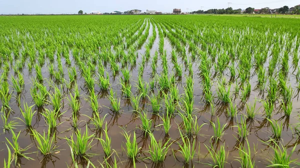 Jonge Verse Groene Sawa Vormden Een Prachtig Patroon Design — Stockfoto