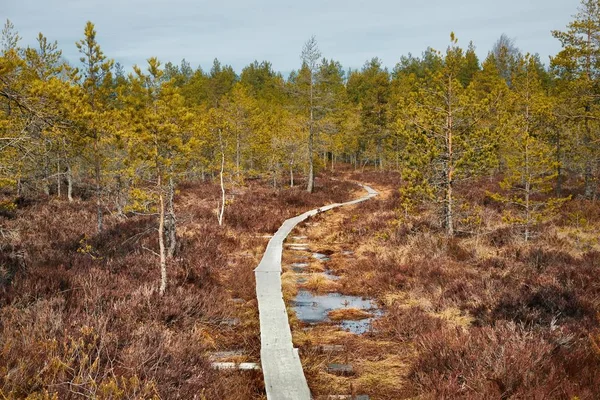 Obszar Przyrodniczy Lanscape Finlandii — Zdjęcie stockowe