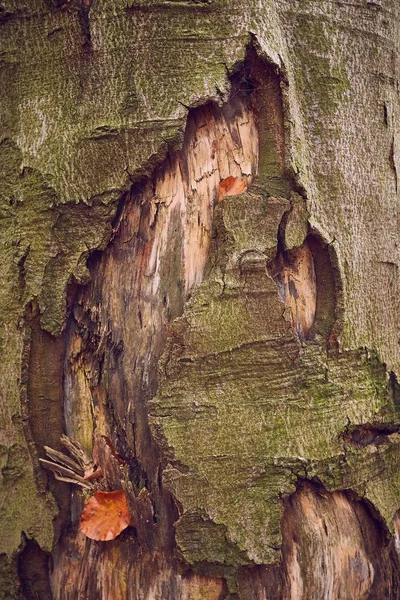 Bark Textur Trädstam — Stockfoto