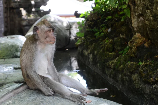 Affe Heiligen Affenwald Auf Bali Indonesien — Stockfoto