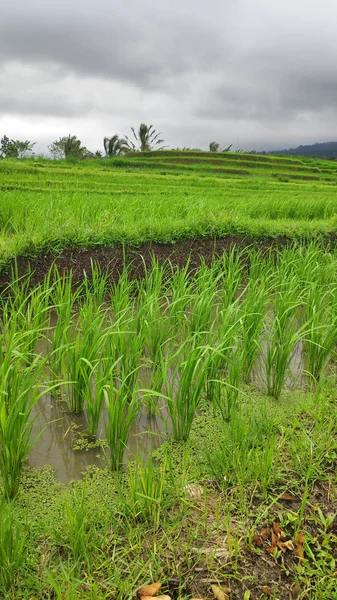 Jatiluwih Ryż Taras Zielony Dżungli Ubud Bali — Zdjęcie stockowe