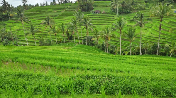 Рисовая Терраса Jatiluwih Солнечным Днем Зелеными Джунглями Убуде Бали — стоковое фото