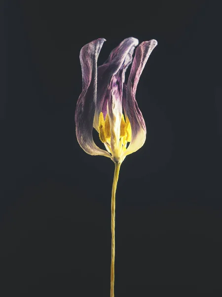 Alte Welke Lila Tulpe Auf Dunklem Hintergrund Vorbei Schönheit Mit — Stockfoto