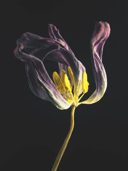 Viejo Tulipán Púrpura Marchito Sobre Fondo Oscuro Belleza Pasada Con —  Fotos de Stock