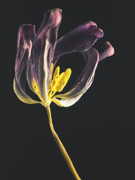 Velha Tulipa Roxa Murcha Fundo Escuro Beleza Passada Com Fragilidade — Fotografia de Stock