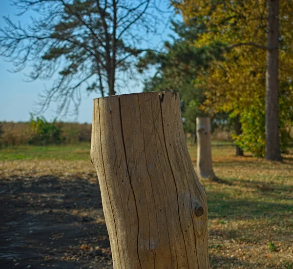 Tronco Árbol Corte Blanco Sin Corteza Cerca —  Fotos de Stock