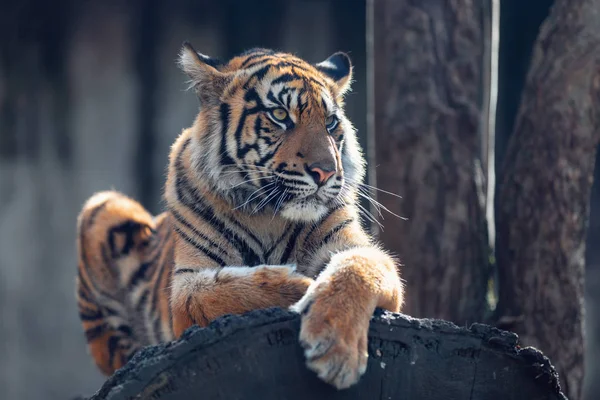 Tigre Sumatra Panthera Tigris Sumatrae Uma Rara Subespécie Tigre Que — Fotografia de Stock