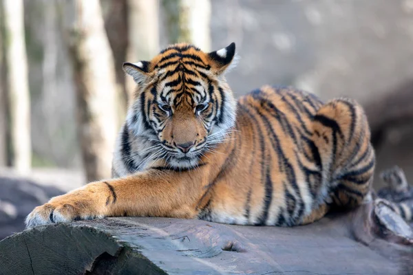 Суматранский Тигр Panthera Tigris Sumatrae Редкий Подвид Тигра Обитающий Индонезийском — стоковое фото
