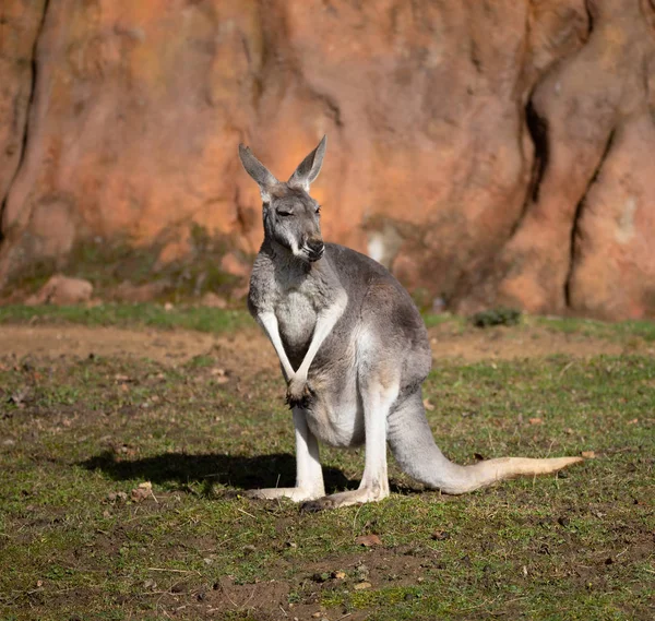 Rode Kangoeroe Macropus Rufus Grootste Van Alle Kangoeroes Grootste Landzoogdieren — Stockfoto