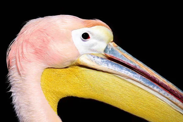 Grande Pelicano Branco Pelecanus Onocrotalus Close Retrato Contra Fundo Preto — Fotografia de Stock