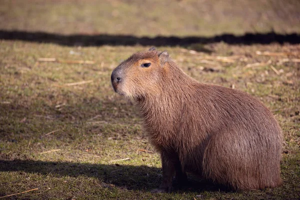 Κοντινή Φωτογραφία Του Capybara Hydrochoerus Hydrochaeris Του Μεγαλύτερου Τρωκτικού — Φωτογραφία Αρχείου