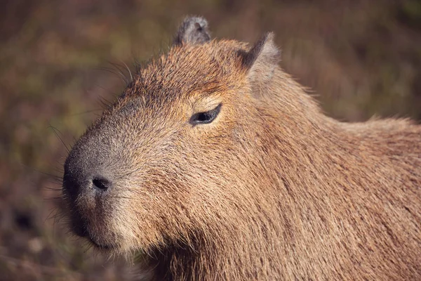 Närbild Capybara Hydrochoerus Hydrochaeris Den Största Gnagaren — Stockfoto