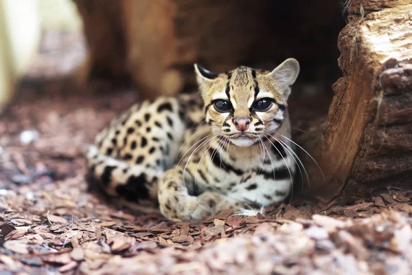 Die Margay Leopardus Wiedii Ist Eine Kleine Wildkatze Die Mittel — Stockfoto