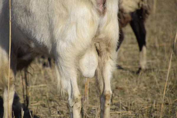 Büyük Testislerle Beyaz Keçi Keçi Prodüktörü Keçi Üreme — Stok fotoğraf