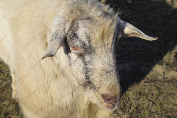 Kozy Owce Małe Rogate Bułeczki Pastwisku Kozy Owce Małe Rogate — Zdjęcie stockowe
