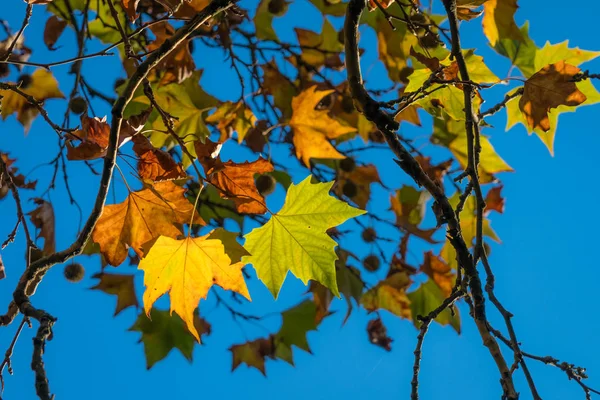 青空を背景にした公園で 秋の日には木々の上に緑 オレンジの葉がバックライトされています — ストック写真