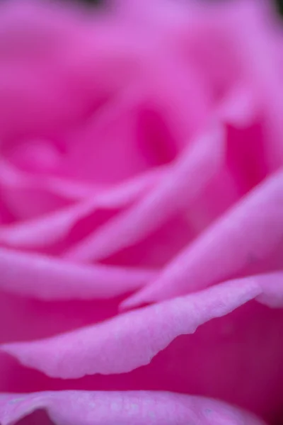Weicher Fokus Nahaufnahme Bild Der Blütenblätter Der Rosa Rose Garten — Stockfoto