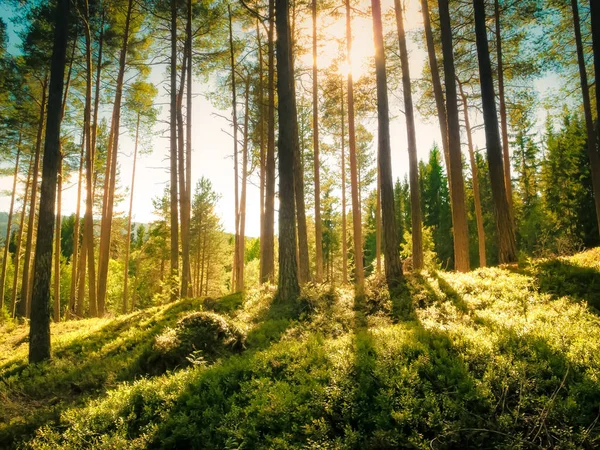 在一个温暖 阳光明媚的夏日里 明亮的阳光穿过高大的常绿冷杉树 照射在迷人宁静的森林里的覆盆子丛中的绿色植被上 — 图库照片