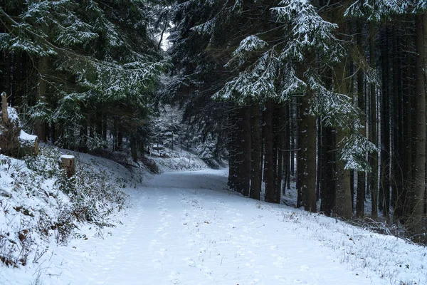 Μονοπάτι Μέσα Στο Χιονισμένο Δάσος Χειμώνα — Φωτογραφία Αρχείου