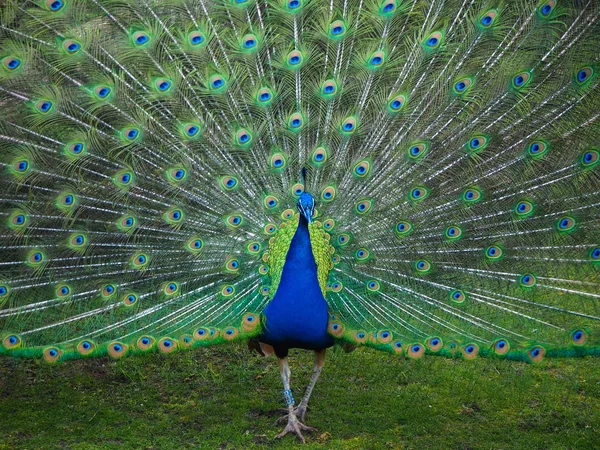 Vista Panorâmica Pássaro Pavão Vida Selvagem — Fotografia de Stock