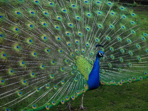 Malerischer Blick Auf Pfauenvogel Freier Wildbahn — Stockfoto