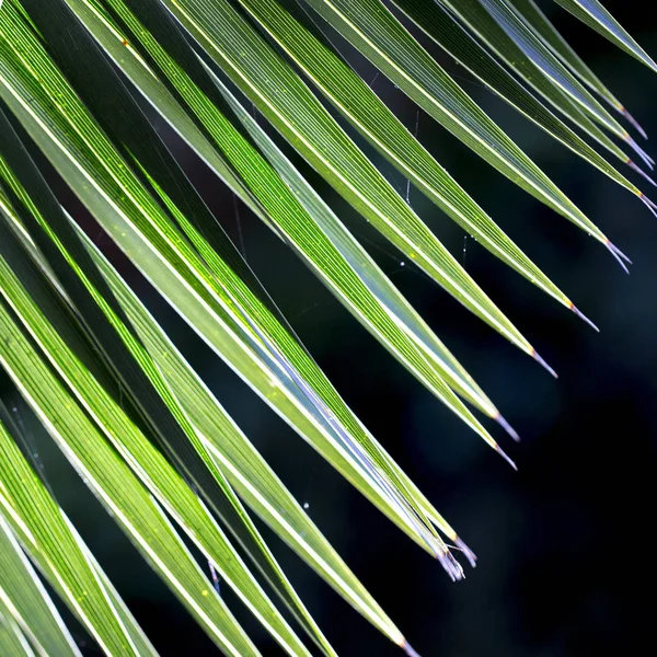Закрыть Фотографию Зеленого Пальмового Листа Темном Фоне Эффект Солнечного Света — стоковое фото