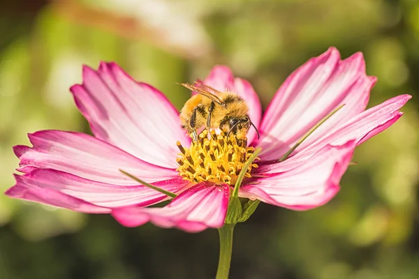 Macro Van Een Bijen Verzamelen Stuifmeel Van Een Roze Bloem — Stockfoto