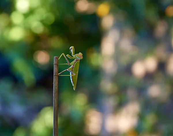 Zielony Duży Modliszka Crawling Stick Niewyraźne Tło Zielony Bokeh — Zdjęcie stockowe