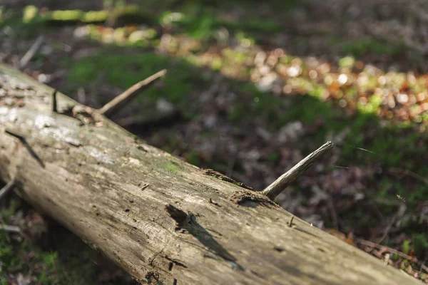 Близкий Вид Мертвого Ствола Дерева Лежащего Лесу Эффектом Боке Заднем — стоковое фото