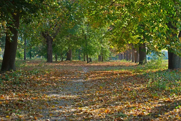 Parktaki Patika Yapraklar Ağaç Gövdeleriyle Kaplı — Stok fotoğraf