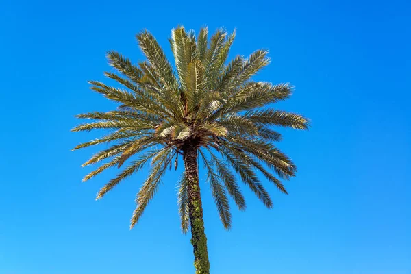 Palmeira Belo Céu Azul Visto Sevilha Espanha — Fotografia de Stock