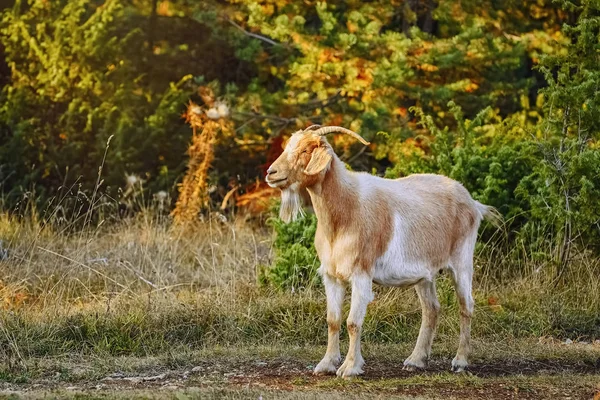 Domestic Goat Horns Capra Aegagrus Hircus — Stock Photo, Image