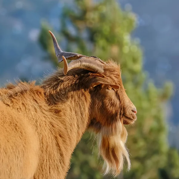 Portrait Chèvre Domestique Aux Cornes Capra Aegagrus Hircus — Photo