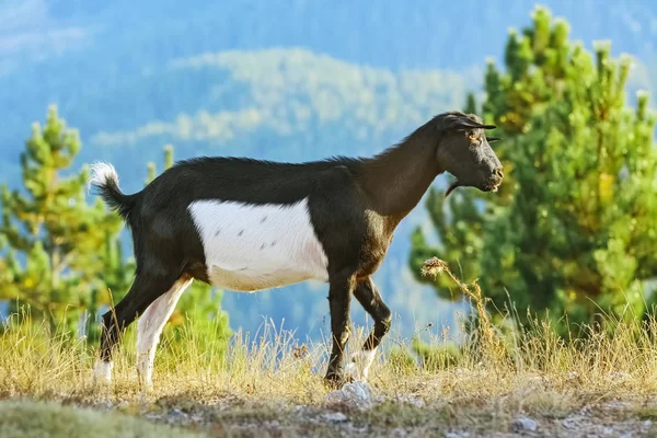 Domestic Goat Horns Capra Aegagrus Hircus Slope Rhodopes Mountains — Stock Photo, Image