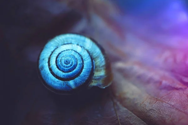 Schnecke Der Natur — Stockfoto